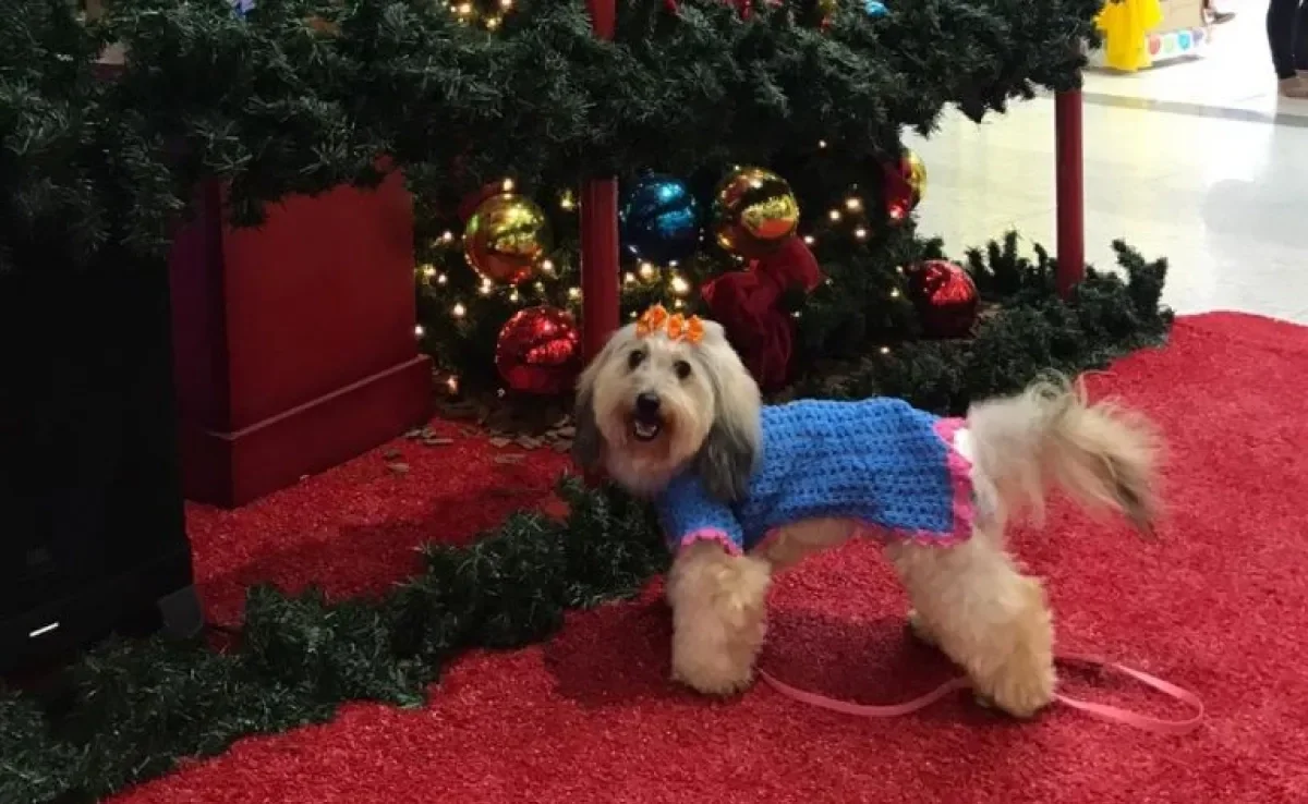 Cachorro combina com shopping, sim: dá uma olhada no que você precisa fazer para levar seu amigo para um passeio