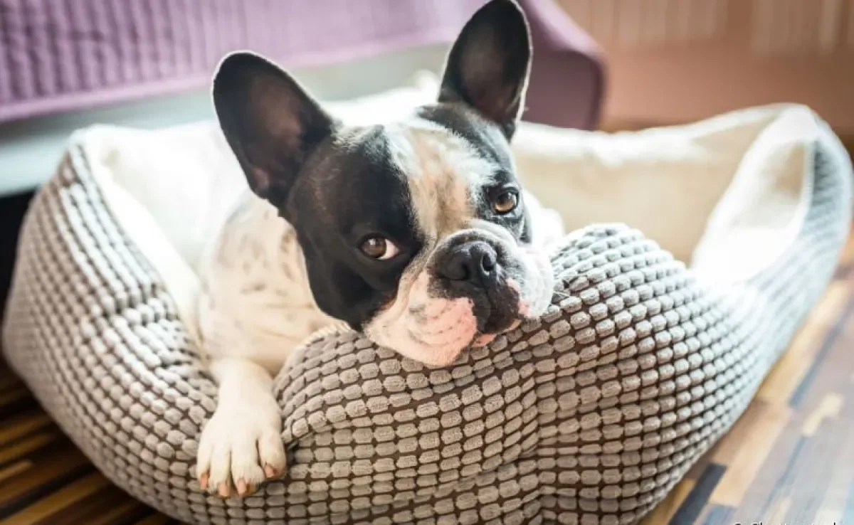 O seu cachorro vai ficar muito mais feliz se tiver um cantinho só dele para relaxar em casa!