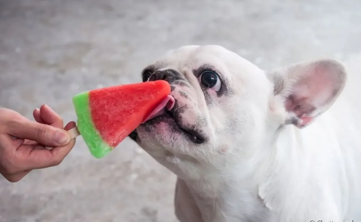No verão, os cuidados com seu cachorro precisam ser redobrados: veja alguns alimentos refrescantes para oferecer a ele!