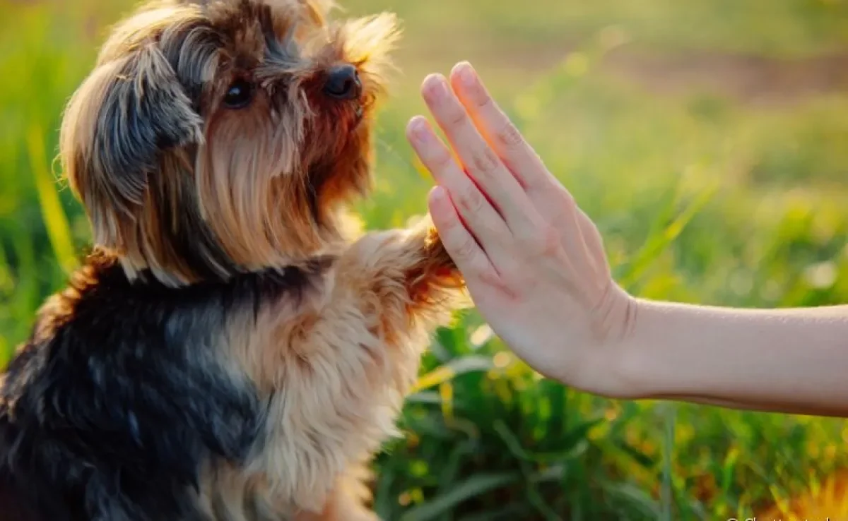 Como educar cachorro: algumas técnicas são essenciais para uma relação mais harmoniosa com o seu animal