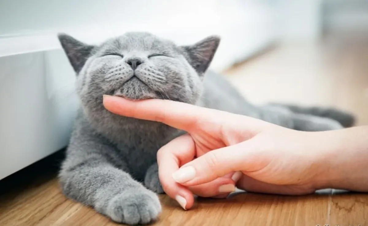  O estresse pode ser responsável por diversas doenças. Saiba como evitar que o seu gatinho fique estressado! 
