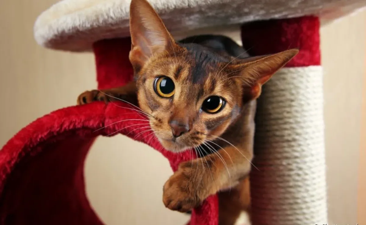 Alguns produtos para gatos deixam a convivência muito mais tranquila e divertida para você e seu pet!
