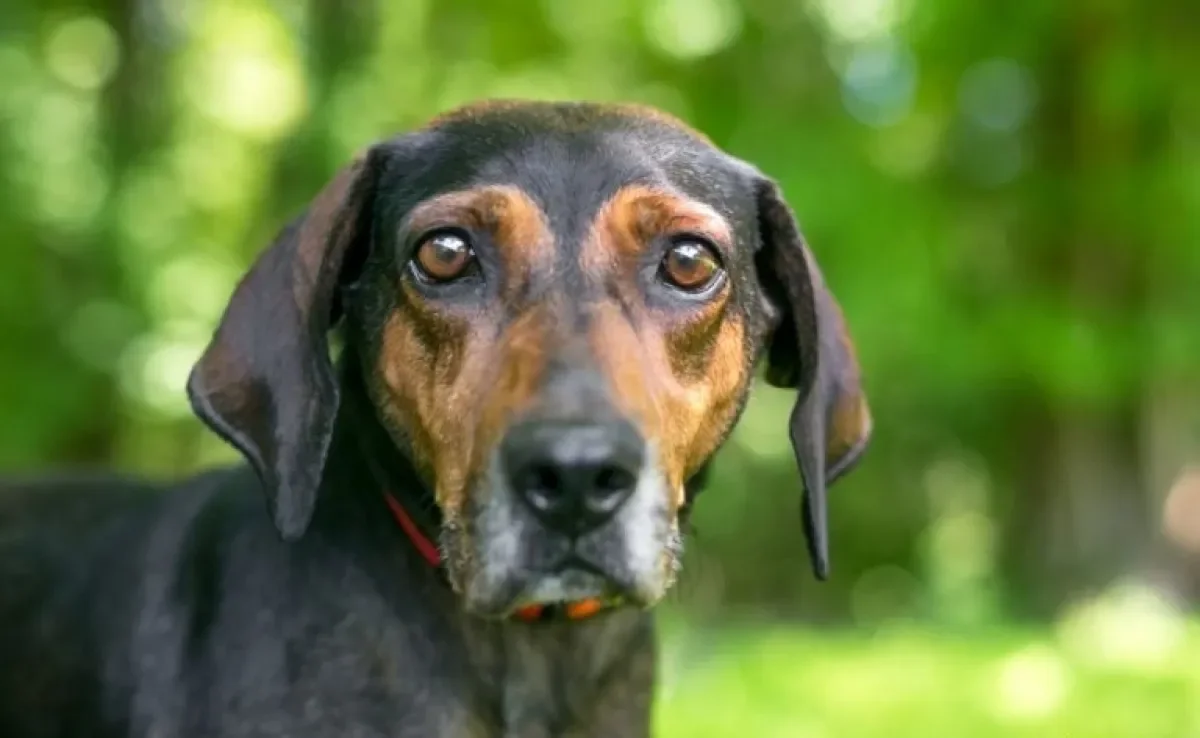 Babesiose canina é uma das principais manifestações da doença do carrapato. Entenda mais!
