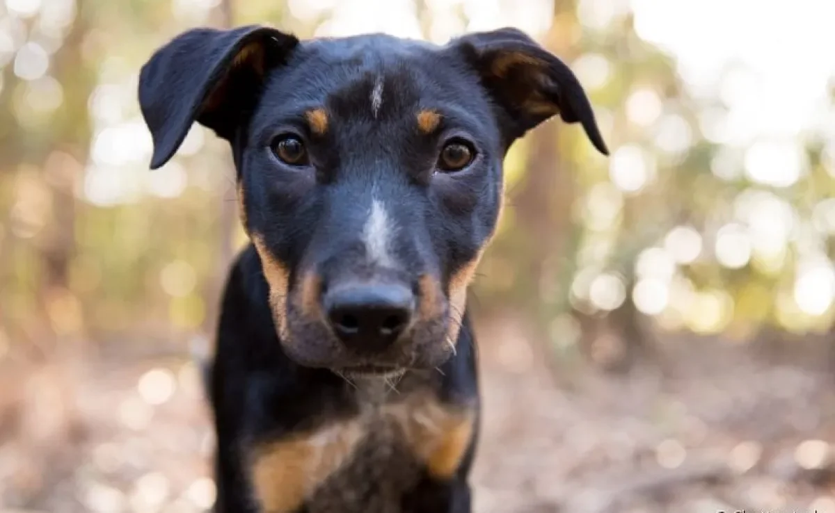 Barriga d'água em cachorro filhote: descubra mais sobre a condição que pode indicar várias doenças diferentes