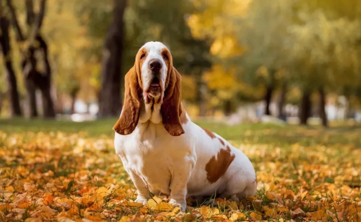 O Basset Hound é apaixonante: descubra mais sobre ele aqui