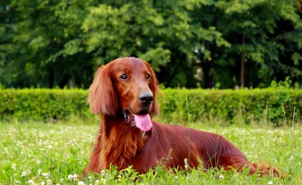 Os gases em cachorros são mais comuns do que você imagina: conheça mais sobre a situação aqui