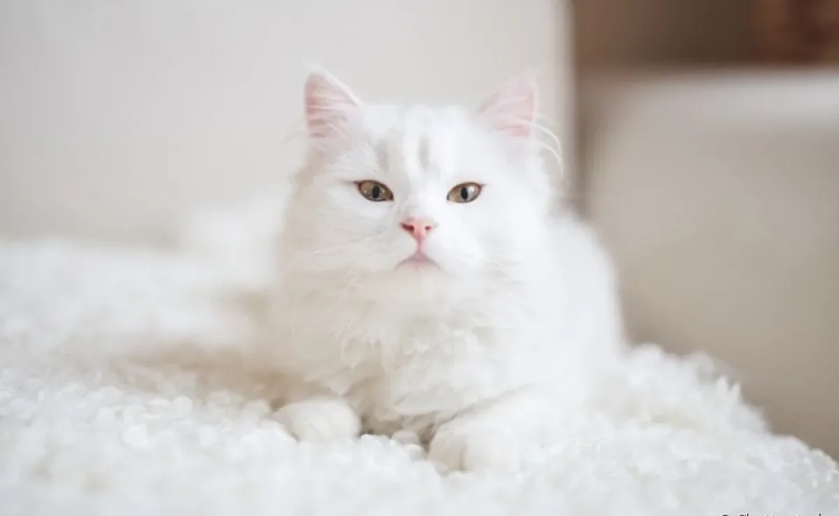 Calicivirose felina é uma espécie de gripe de gato, com sintomas parecidos com a doença que afeta humanos