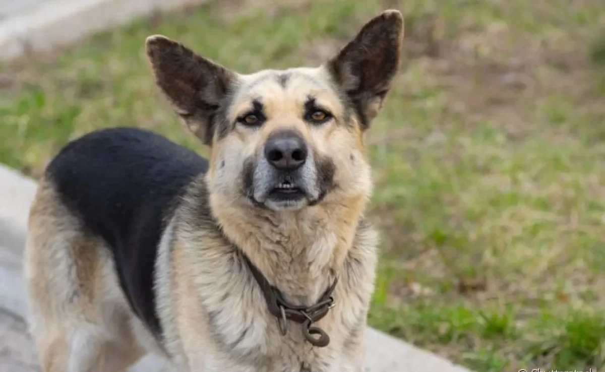 Tumores em cachorros: saiba mais sobre os diferentes tipos que podem surgir no seu amigo