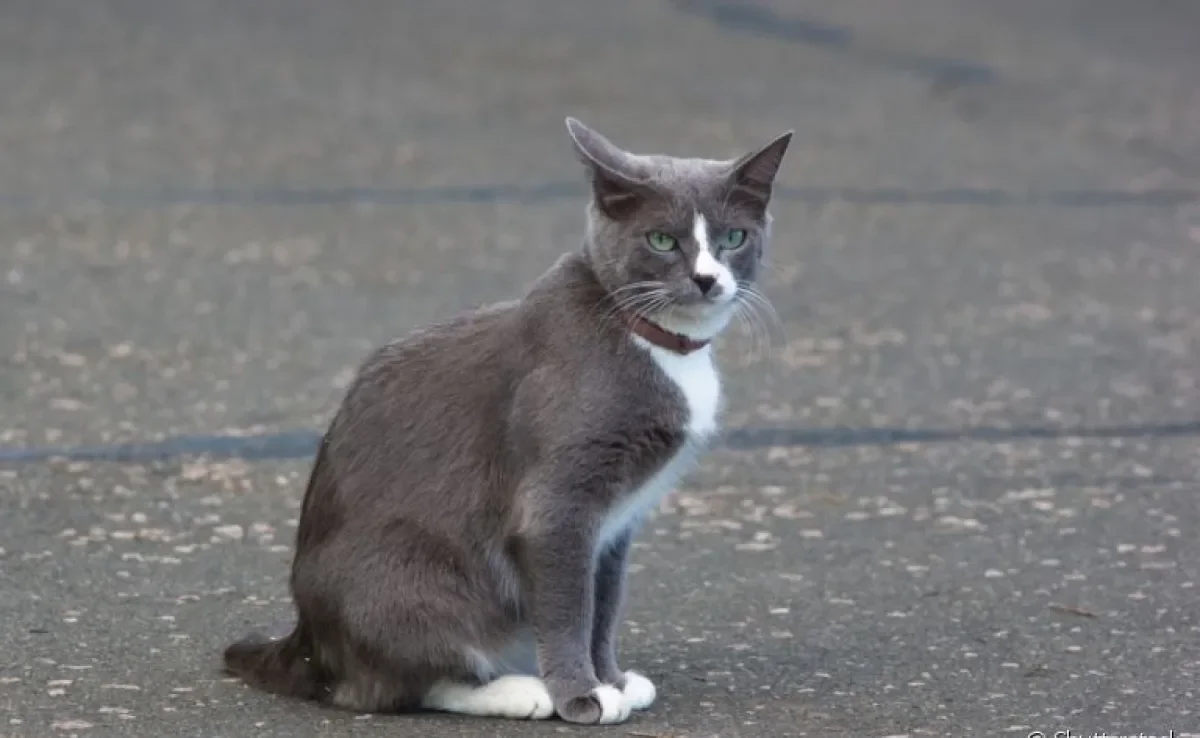 Coleira antipulgas para gato é uma opção vantajosa? Conheça o produto abaixo!