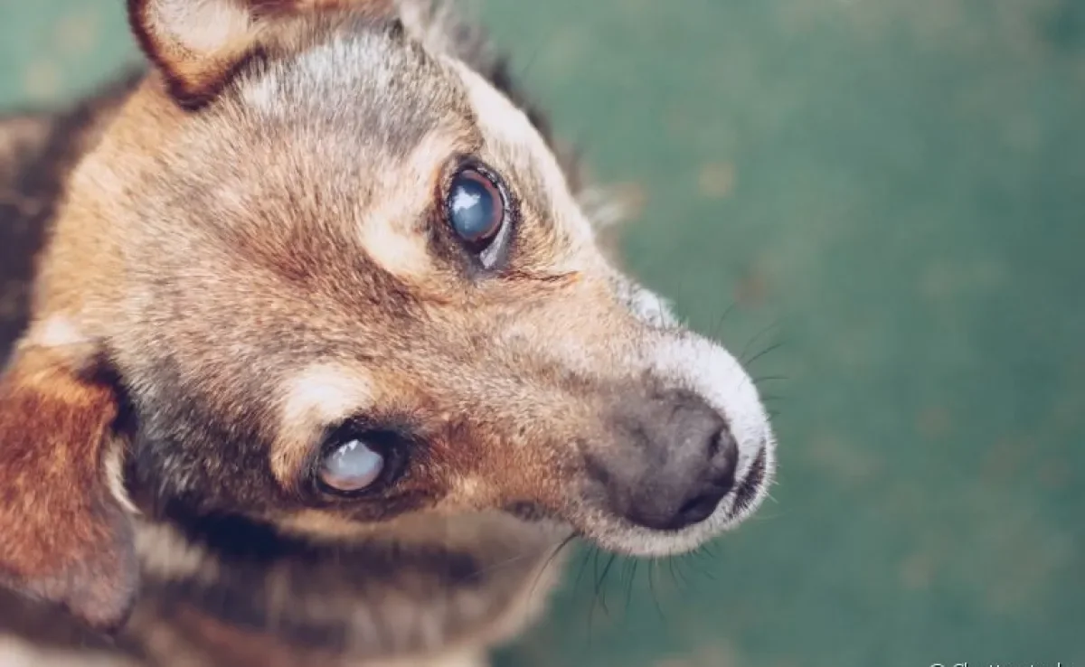 Uma coleira para cães cegos pode ajudar a dar maior autonomia para o pet dentro de casa