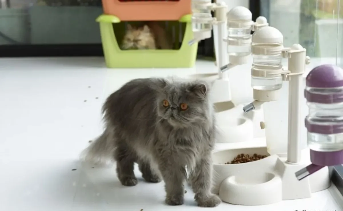  Comedouro automático para gatos: os acessórios podem ser comuns, digitais ou controlados por aplicativos! 