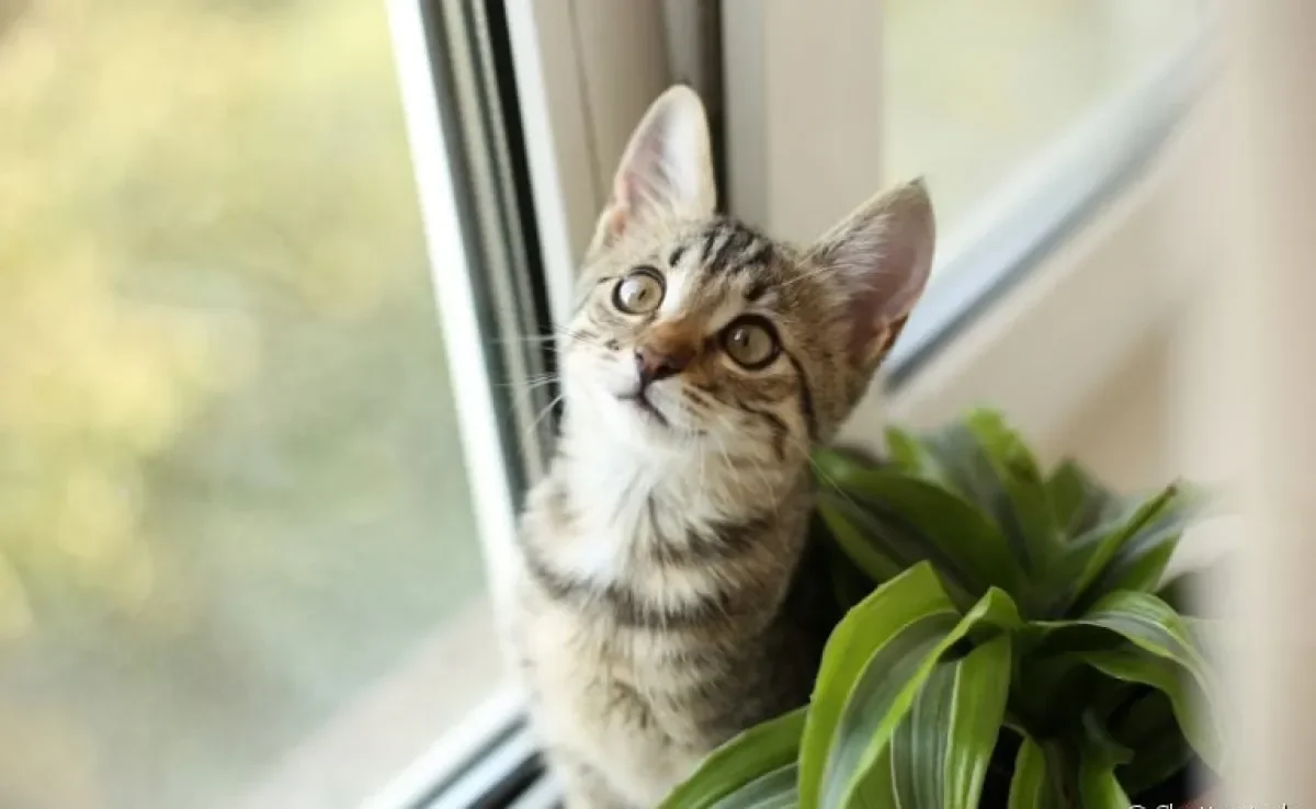 Gato envenenado ou intoxicado: saiba quais são os primeiros sintomas!