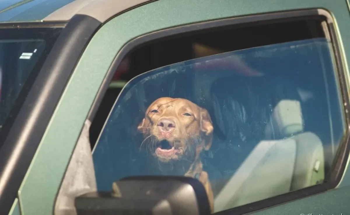 Cuidar de cachorro no verão envolve evitar a hipertermia: saiba mais sobre o problema aqui