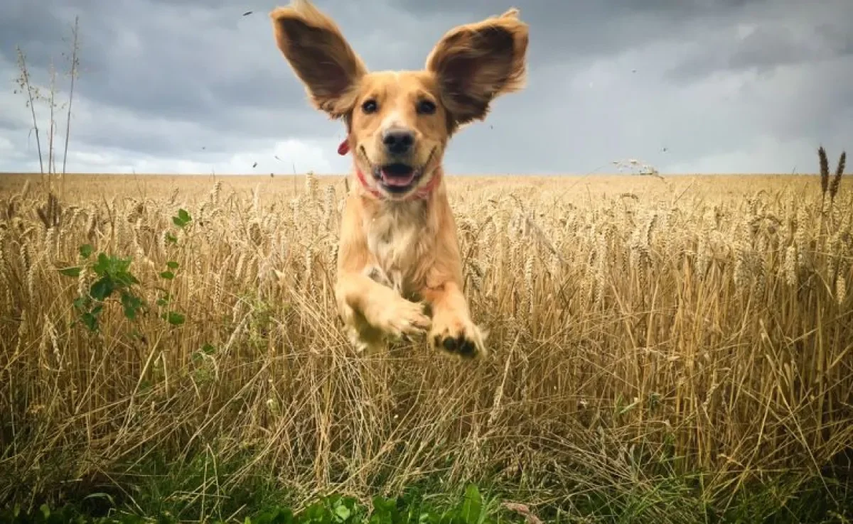 Já reparou que a orelha de cachorro se movimenta costantemente? As posições são uma forma do animal se comunicar com você!