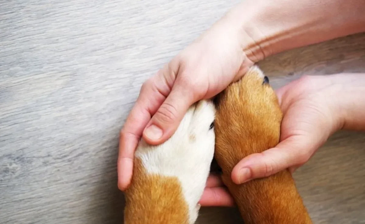  A morte de um cachorro é muito dolorosa, por isso, trouxemos algumas dicas para te ajudar nesse processo 
