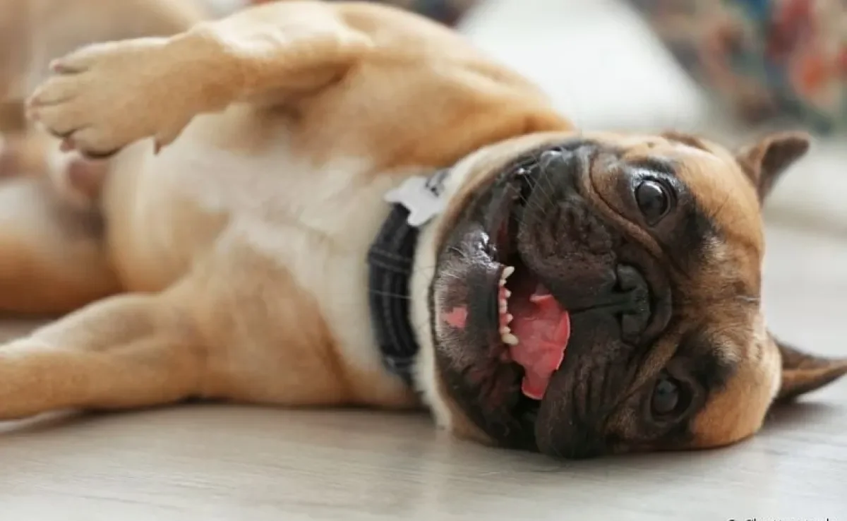 Você já ouviu falar no microchip para cachorro? Com essa tecnologia, seu pet fica muito mais seguro!