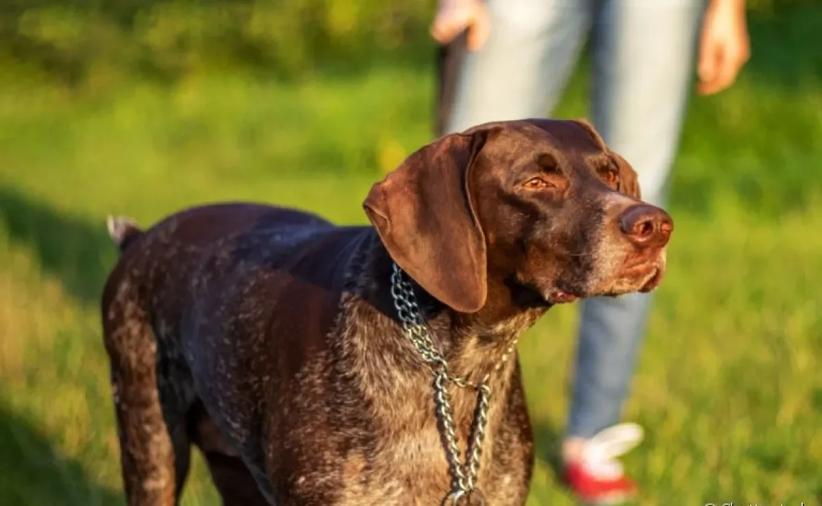 Veja alguns motivos para não passear com cachorro sem guia!