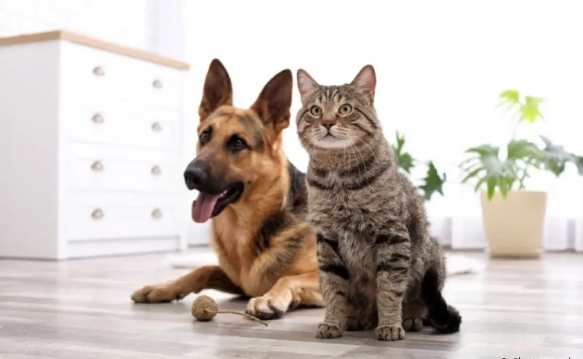 Plantas venenosas para cachorros e gatos: descubra quais espécies evitar