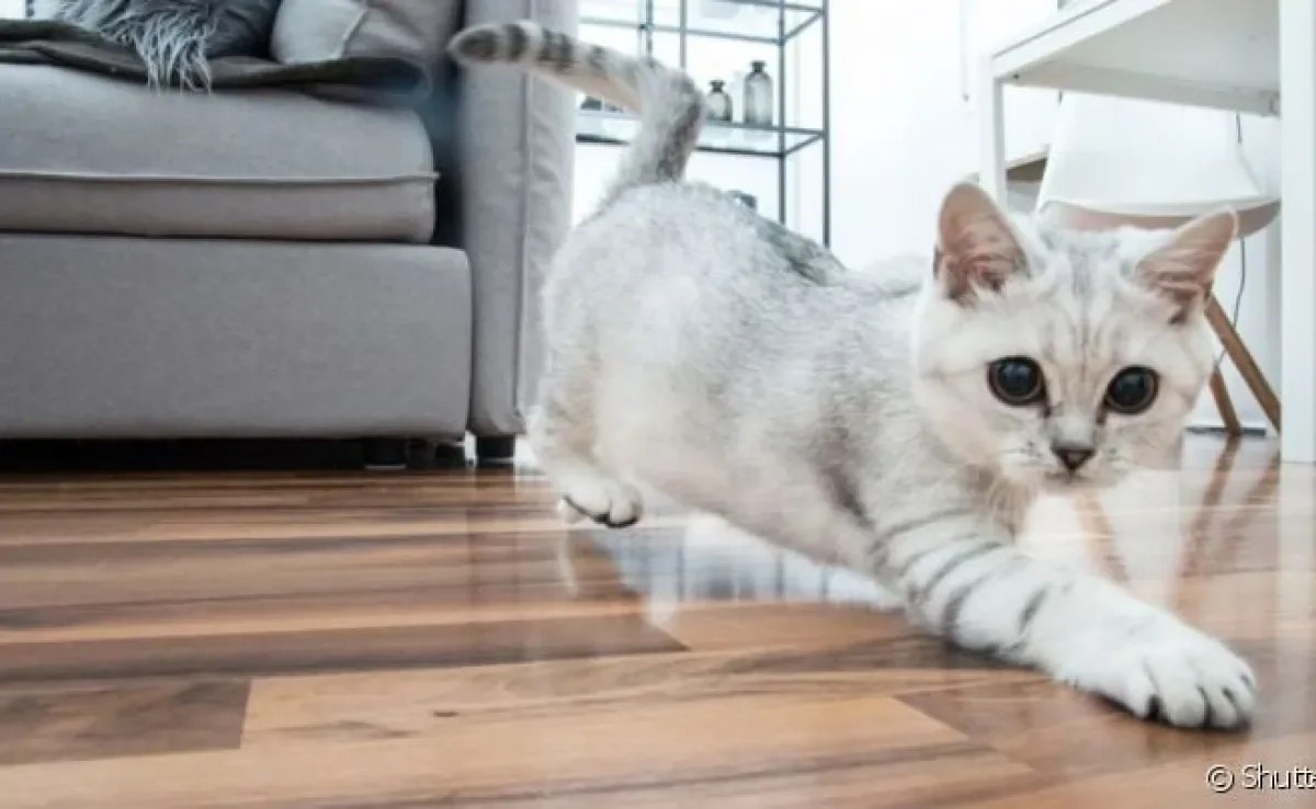 Pata de gato: como cuidar? Saiba manter uma rotina saudável para o seu pet!