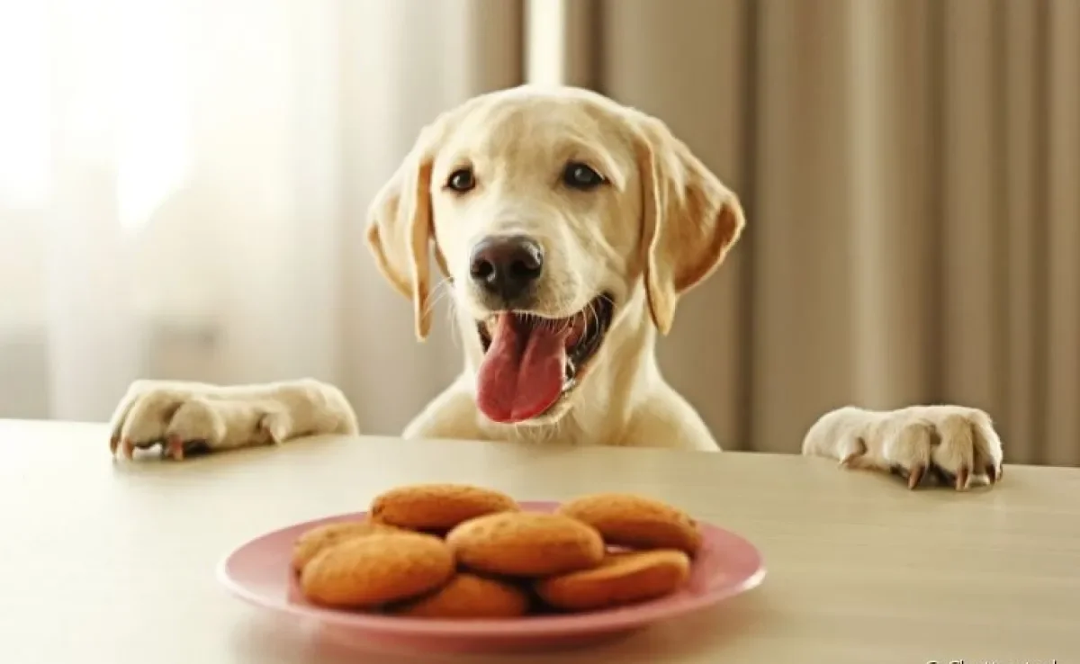  Biscoito para cachorro: é muito fácil preparar em casa. Veja algumas dicas! 