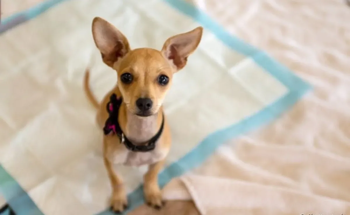 Tapete higiênico para cachorro descartável ou lavável? Descubra qual é o ideal