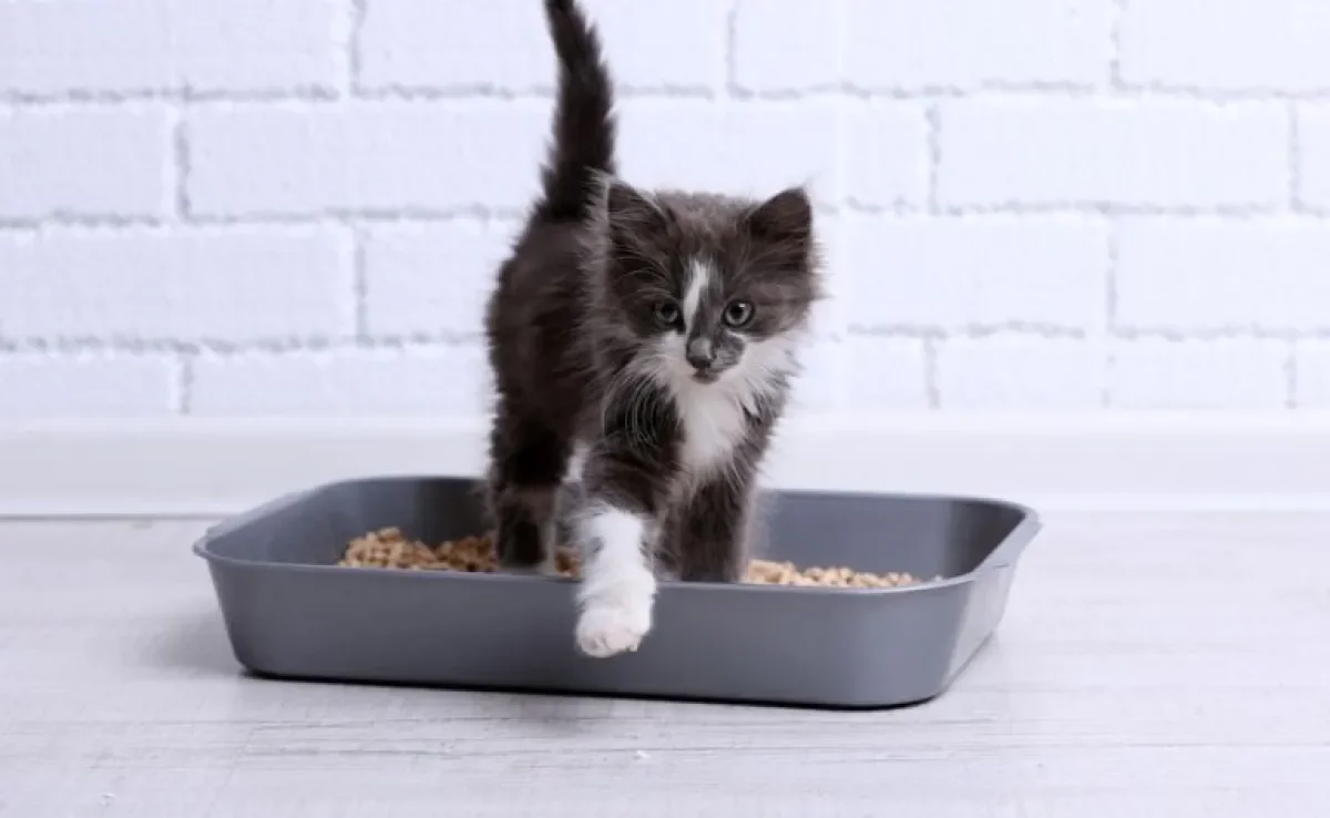 Descubra como o tapete higiênico pode facilitar o dia a dia com o seu gato