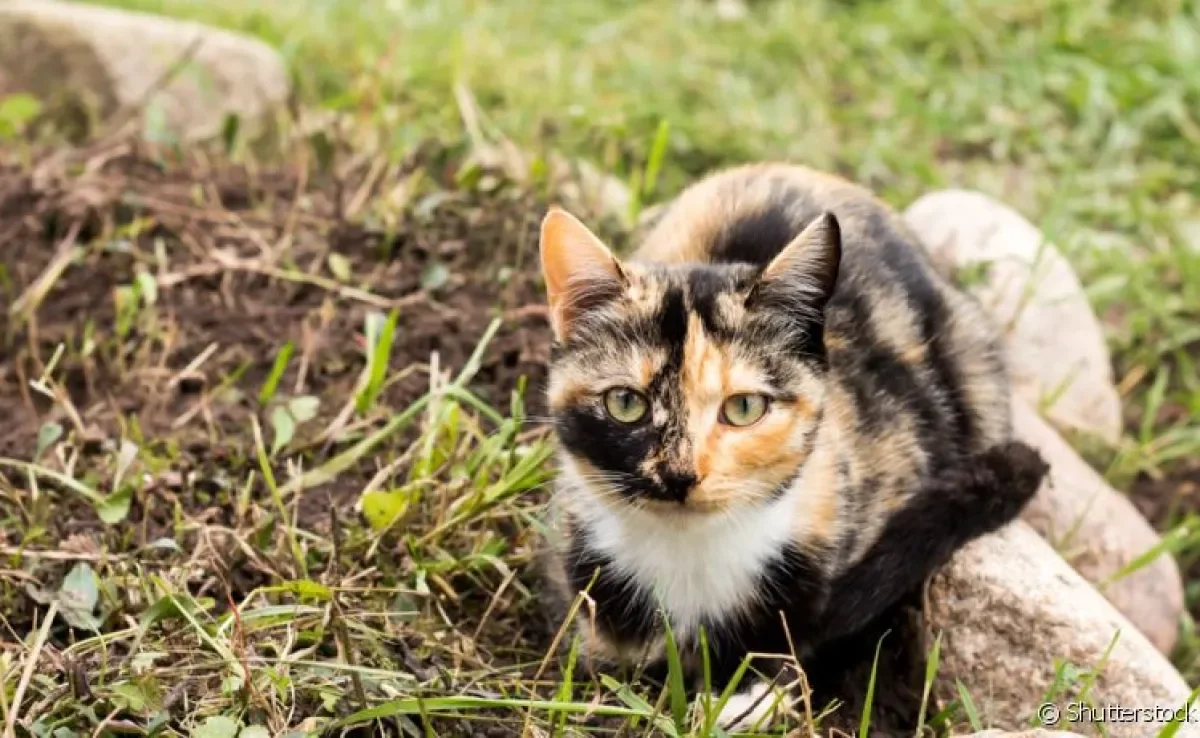 Sarna em gatos: entenda mais sobre a doença e como tratar