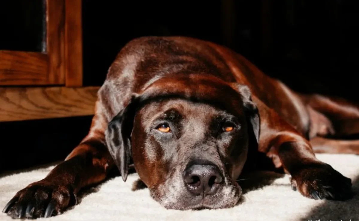 TVT canino: descubra mais sobre a doença venérea em cachorros