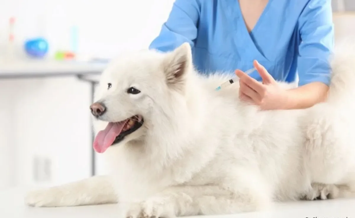  Vacinas para cachorro: a v10 é uma das principais imunizações que seu amigo deve tomar anualmente
