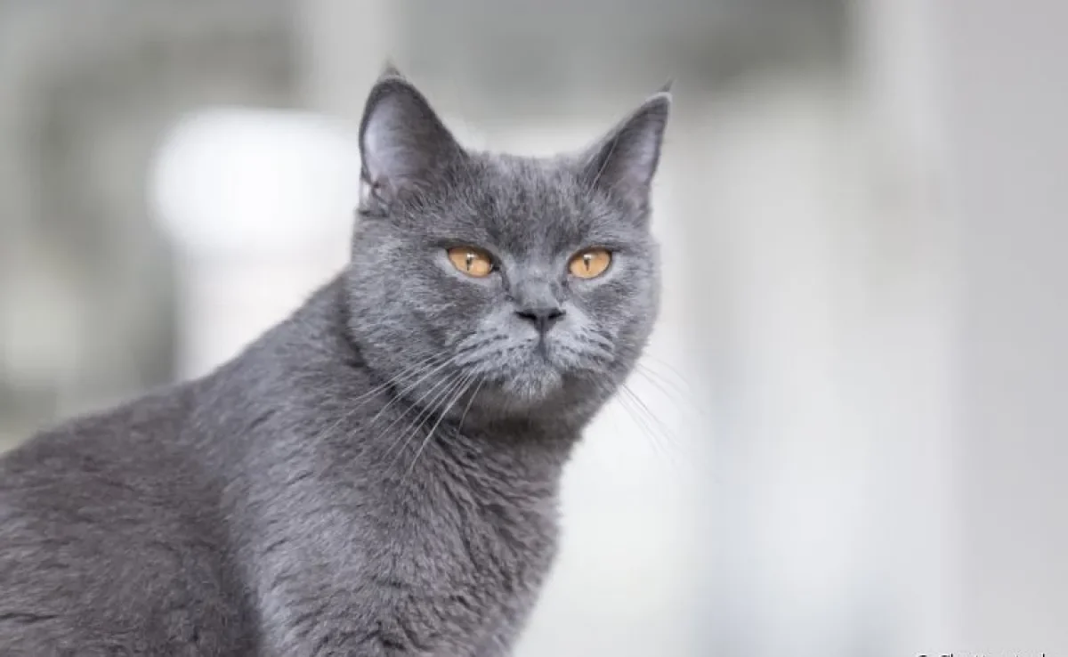 Vacina quádrupla felina protege o animal de quatro doenças graves