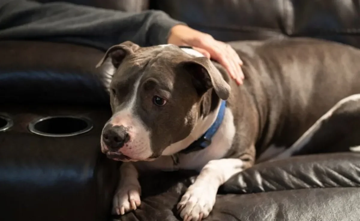 O cachorro ansioso pode ter várias causas por trás. Conheça as mais comuns e saiba como lidar com o problema!