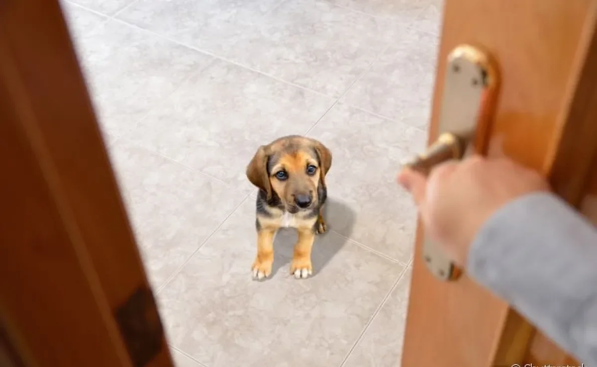 Brinquedos para cachorros, petiscos, caixas espalhadas... você precisa estimular seu amigo para que ele não sofra de saudade