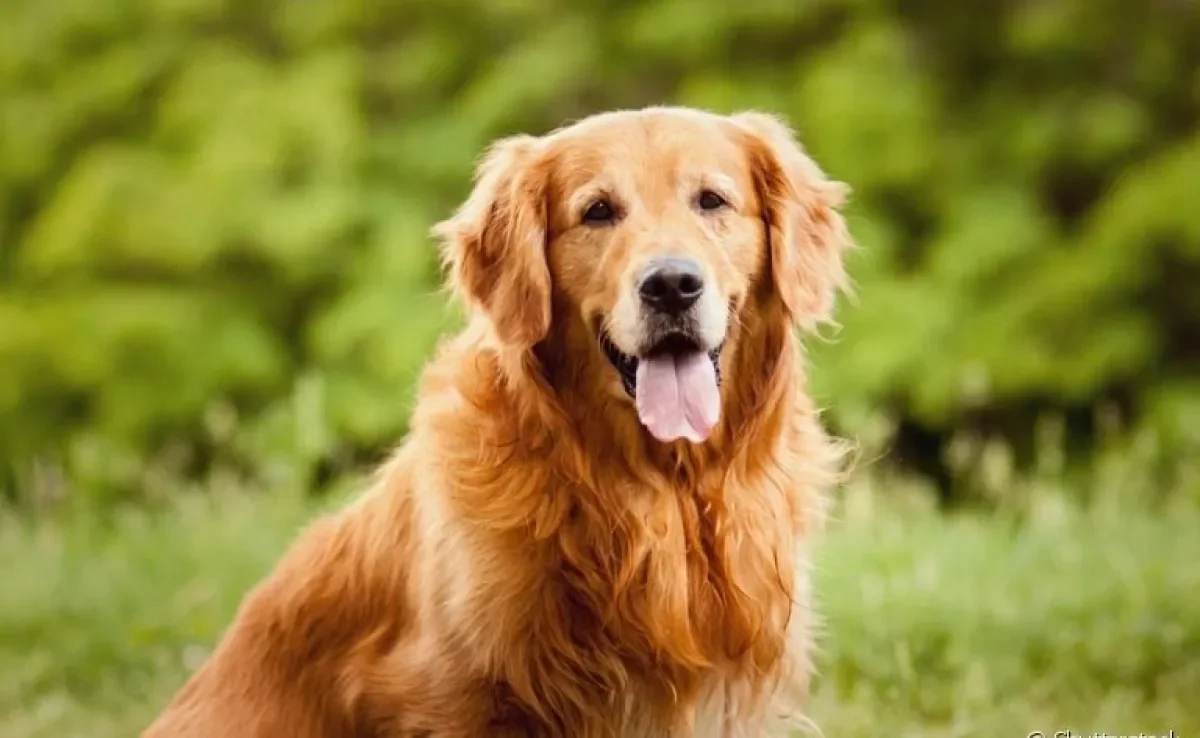 O cachorro inteligente mostra essa característica de várias formas diferentes!