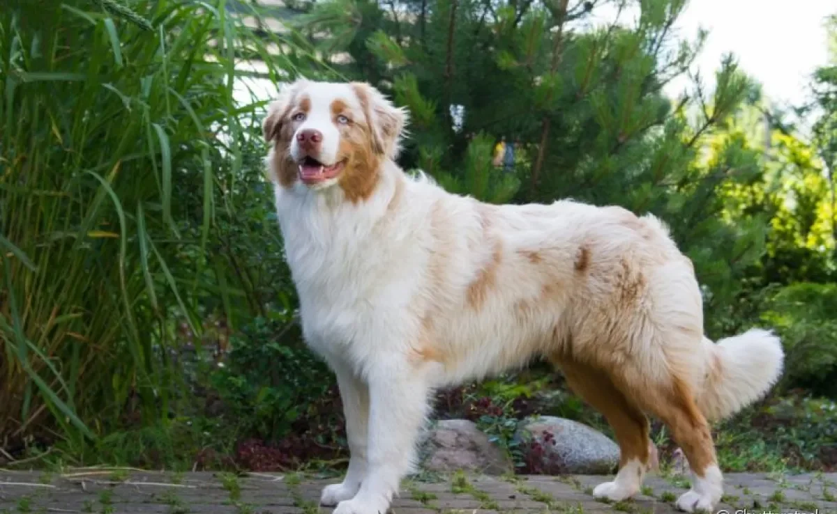 Pastor Australiano: um cão sociável, leal, dominante e com disposição para dar e vender. Conheça mais sobre a raça!