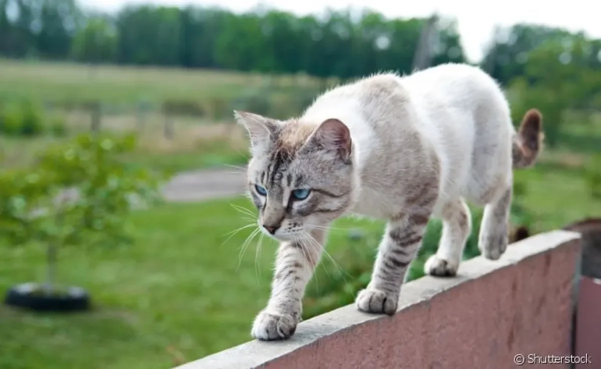 A anatomia dos gatos é muito curiosa e determina alguns comportamentos
