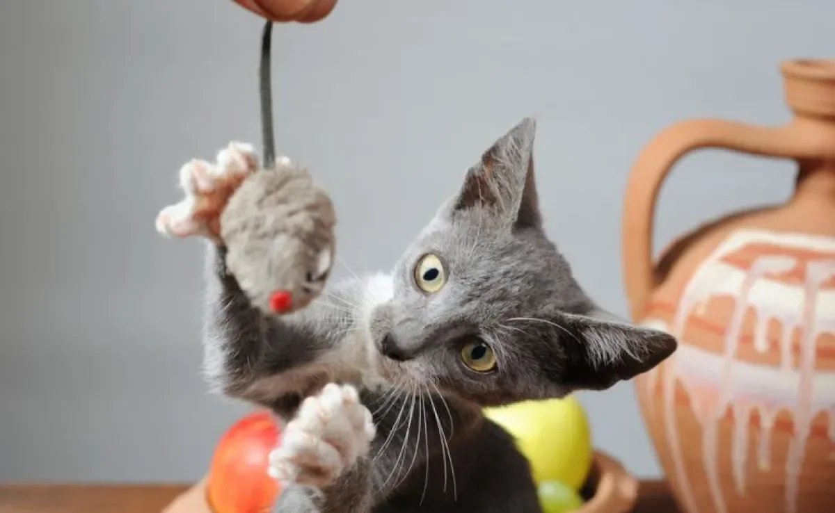 As brincadeiras para gatos ajudam a estimular os instintos e habilidades cognitivas dos animais