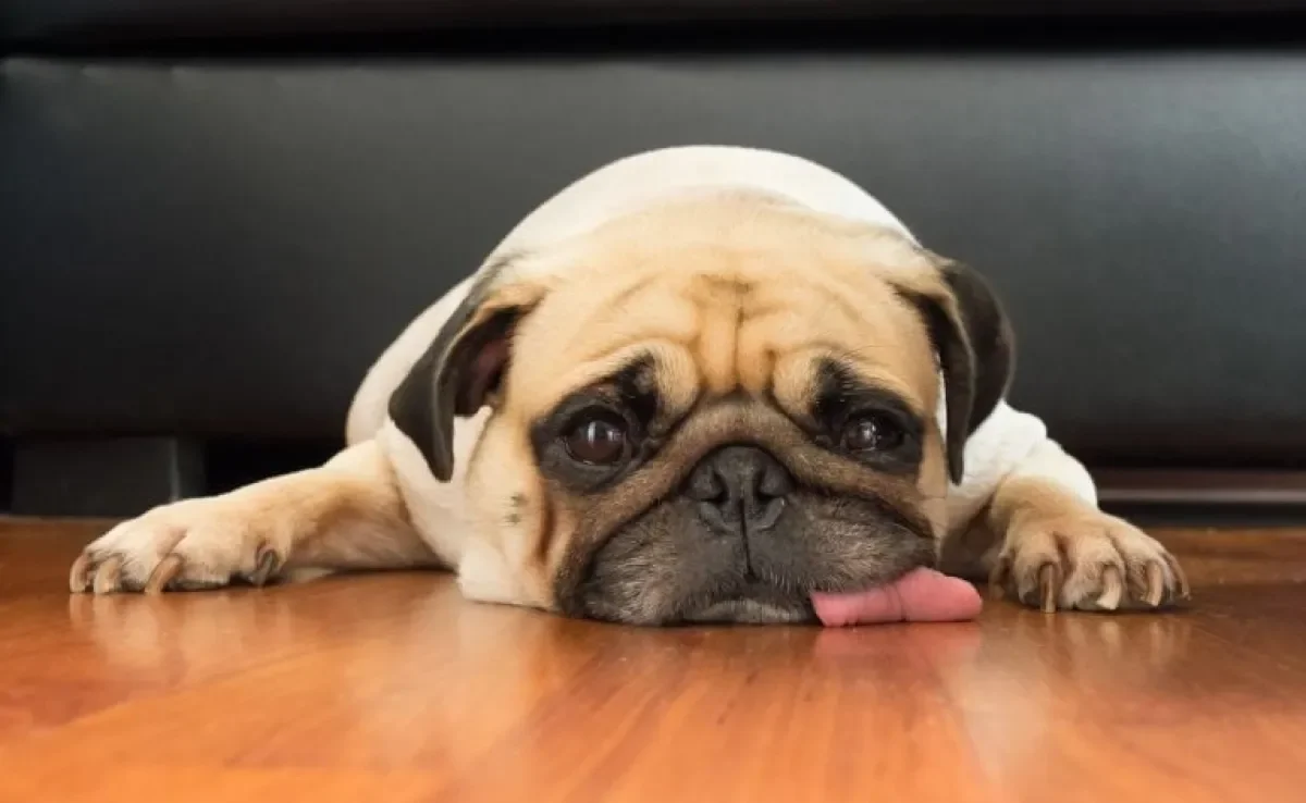 O cachorro com calor pode apresentar mudanças de comportamento no verão. Fique atento!