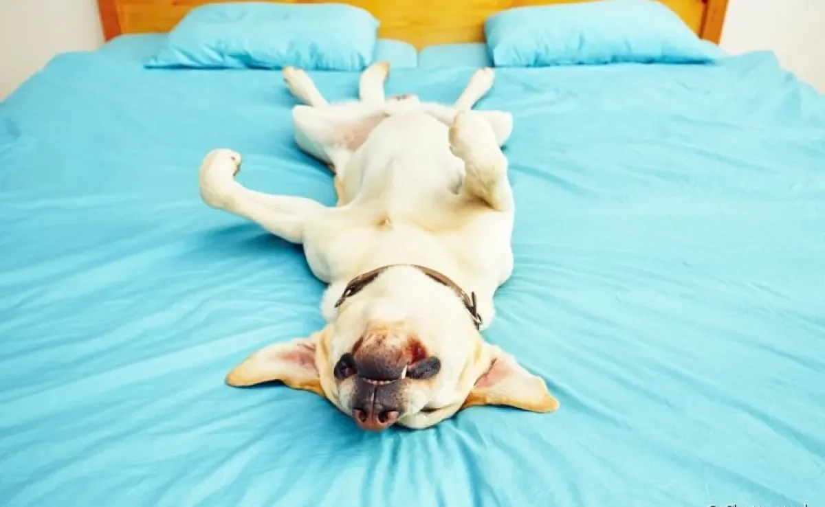 Cachorro dormindo pode se movimentar, sim: descubra mais sobre isso aqui