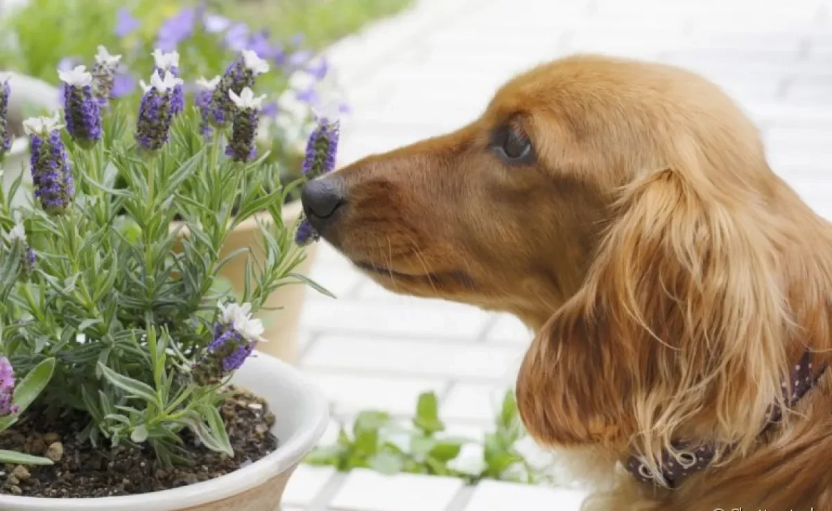 O calmante natural para cachorro é indicado?
