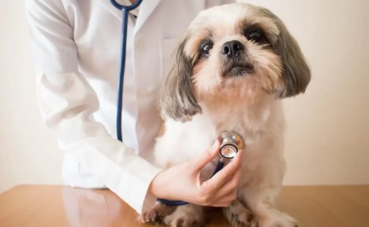 Coração de cachorro: os animais podem sofrer com problemas cardíacos graves. Conheça as principais doenças!