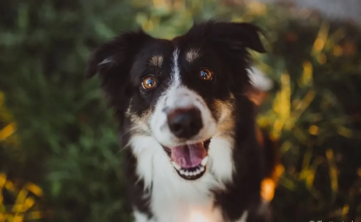  Border Collie: saiba mais sobre o temperamento da raça mais inteligente do mundo 