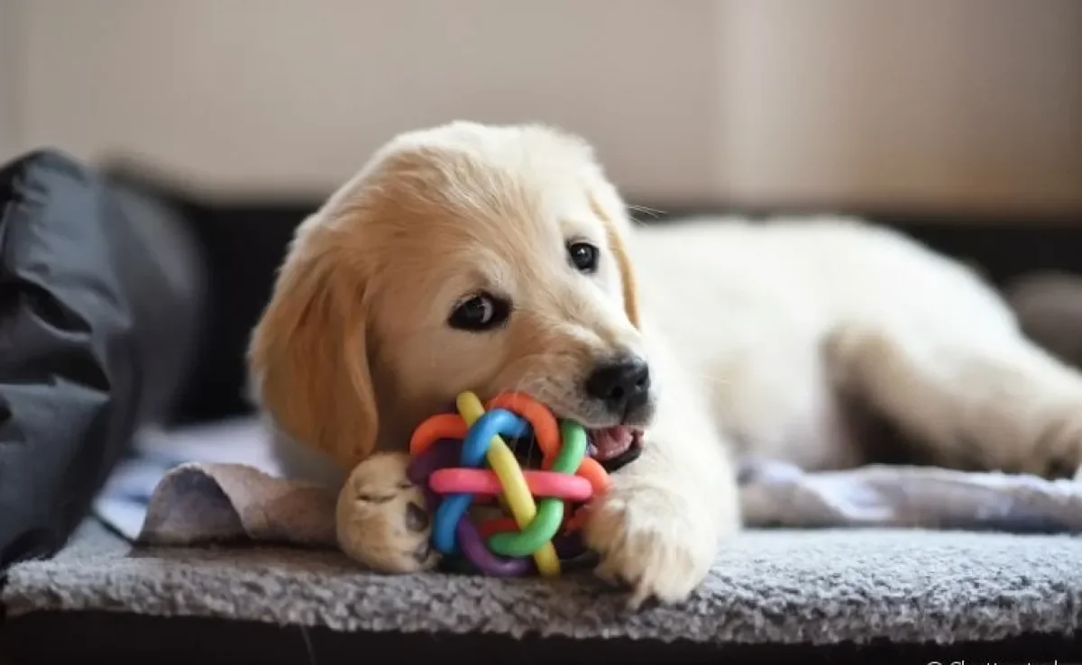 Briquedos para cachorro: veja como eles podem ajudar no desenvolvimento do animal
