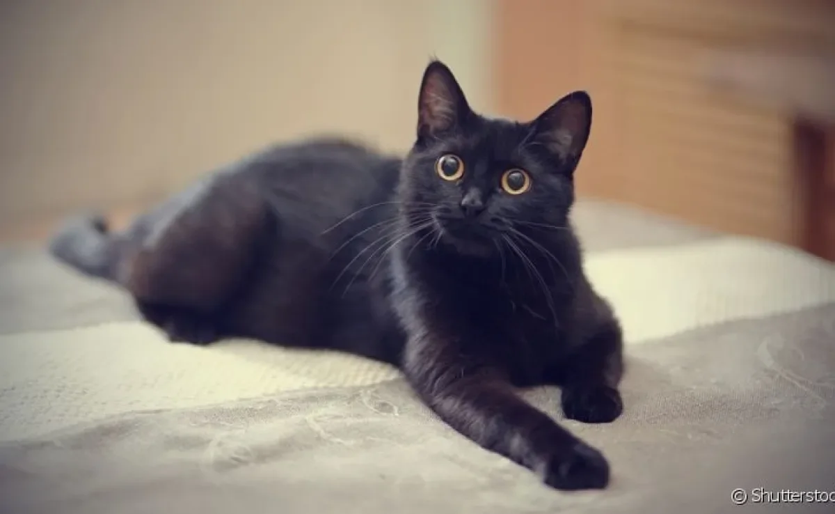 A dermatofitose em gatos é uma doença bem comum nos felinos