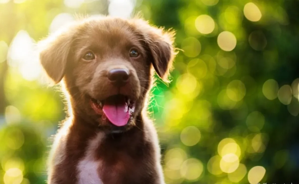 A cor do pelo do seu cachorro diz muito sobre o seu quadro de saúde. Entenda!