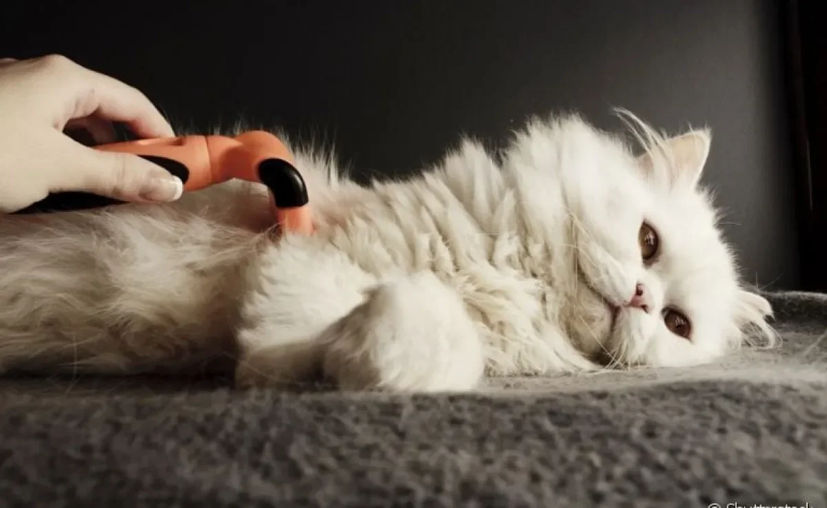 A escova FURminator é um acessório muito útil na hora da escovar os pelos do gato.