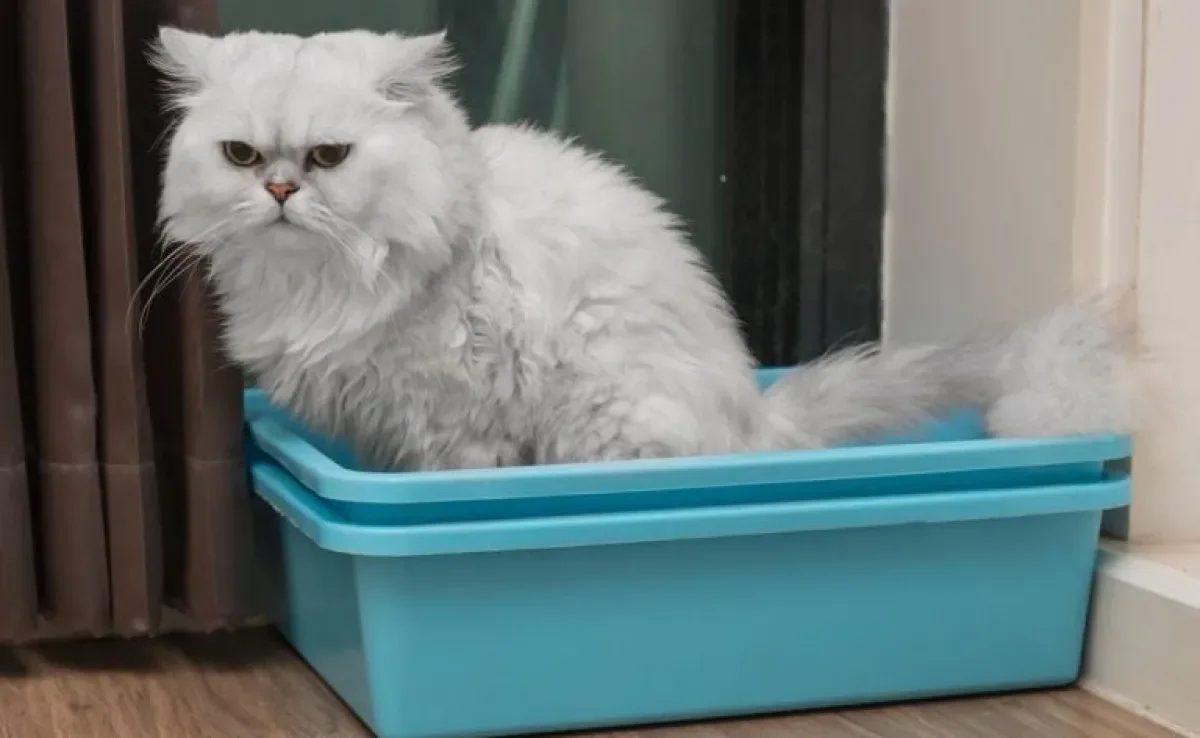 Gato com dor de barriga é mais comum do que você imagina: saiba como lidar com a situação aqui!