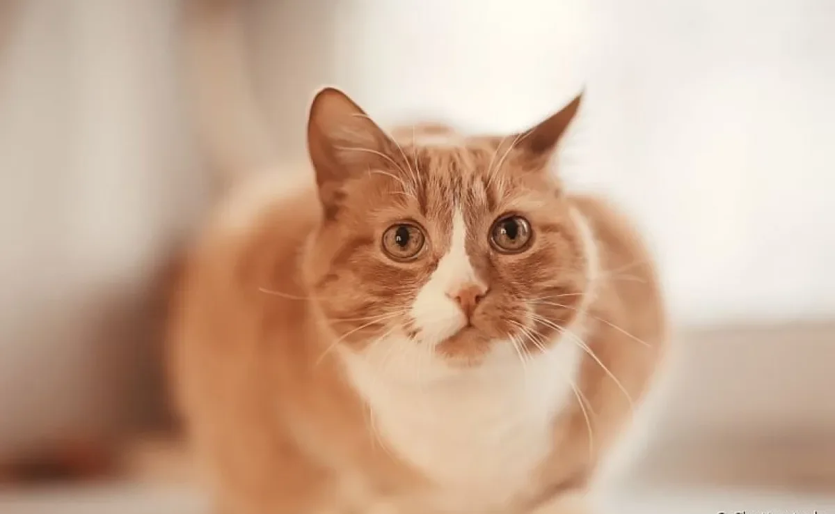 Um gato vomitando é motivo para ficar atento com a saúde do animal, já que diversas causas podem estar por trás do sintoma