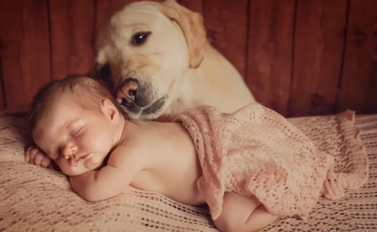 Pronto para fazer seu cachorro e bebê se tornarem melhores amigos? Veja algumas dicas abaixo!
