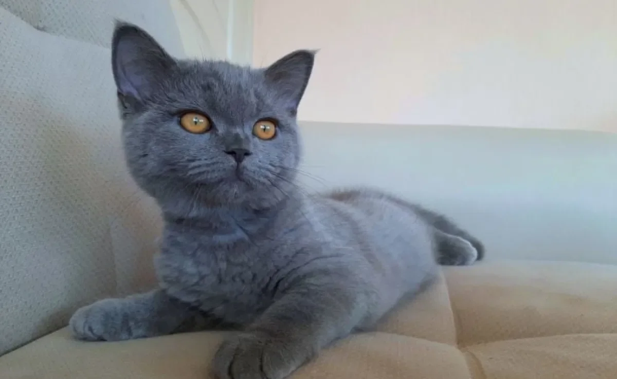 A linguagem corporal dos gatos pode ser entendida com facilidade. Entenda mais sobre os sinais dos felinos!