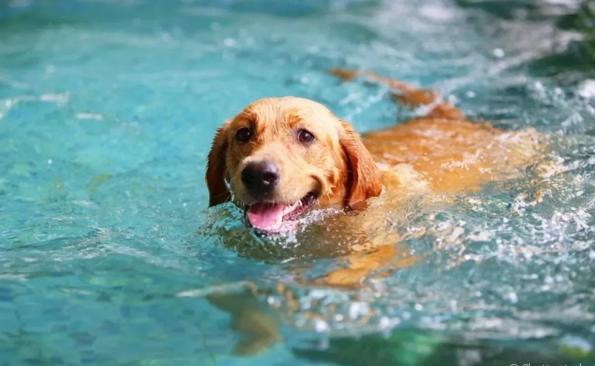 Protetor solar para cachorro é um item indispensável, principalmente no verão